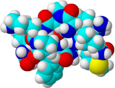 Substance P (Image created by wikipedia user  Fvasconcellos)